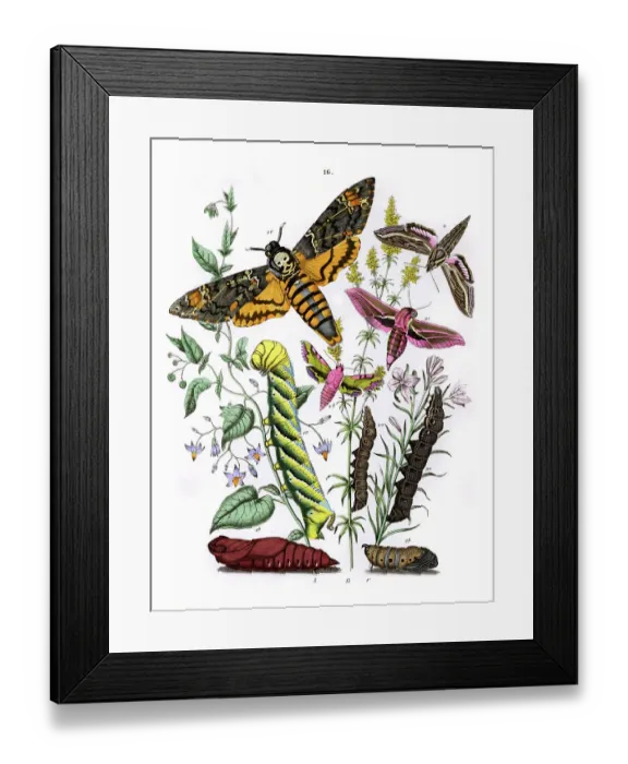 Framed Print : Nature Insect Insects Butterfly Butterflies Moth Framed Print : Nature Insect Insects Butterfly Butterflies Moth