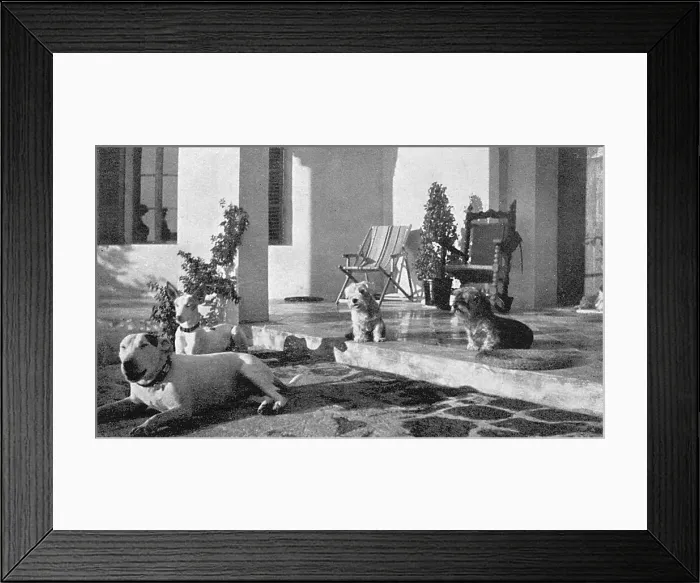 Framed Print : Cecil Aldin's dogs at his home in Majorca, Spain Framed Print : Cecil Aldin's dogs at his home in Majorca, Spain