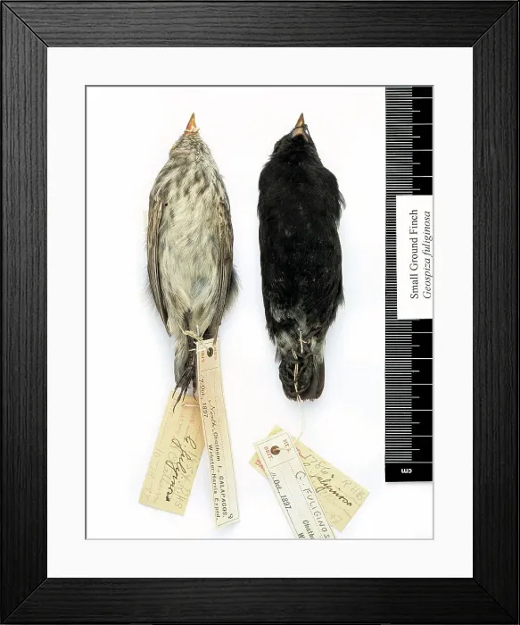 Framed Print : Geospiza fuliginosa, small ground finch