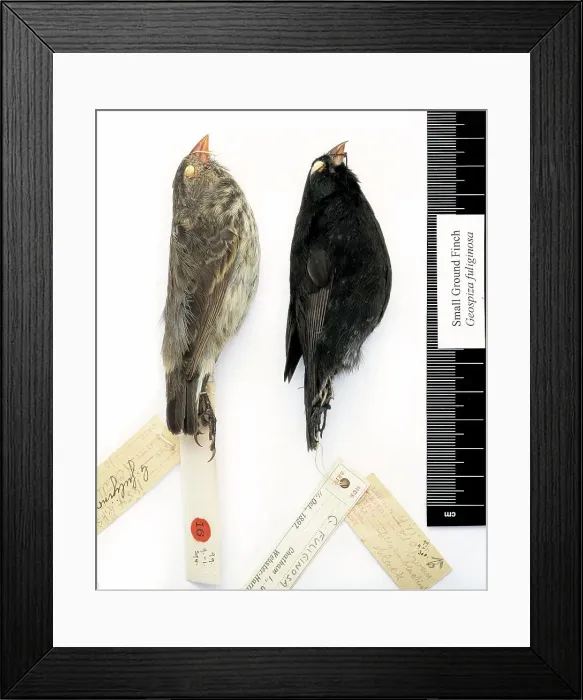 Framed Print : Geospiza fuliginosa, small ground finch Framed Print : Geospiza fuliginosa, small ground finch
