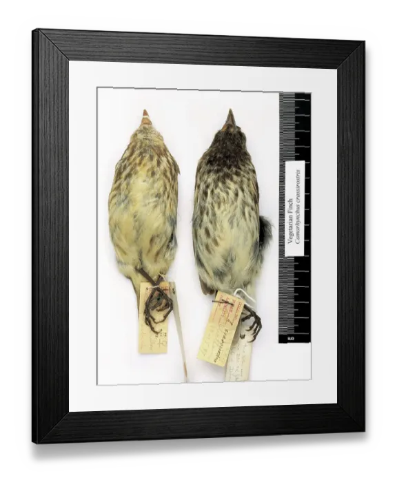 Framed Print : Camarhynchus crassirostris, vegetarian finch Framed Print : Camarhynchus crassirostris, vegetarian finch