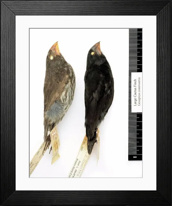 Framed Print : Geospiza conirostris, large cactus finch Framed Print : Geospiza conirostris, large cactus finch