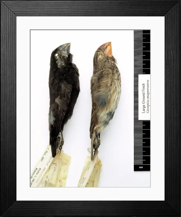 Framed Print : Geospiza magnirostris, large ground finch Framed Print : Geospiza magnirostris, large ground finch