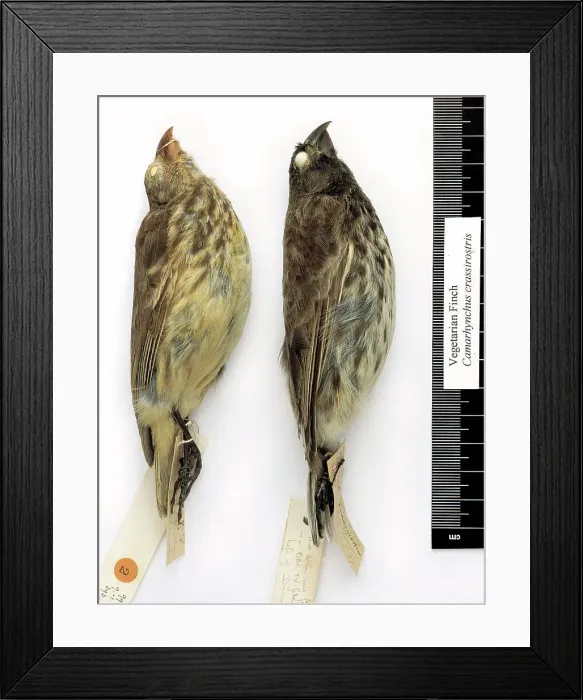 Framed Print : Camarhynchus crassirostris, vegetarian finch Framed Print : Camarhynchus crassirostris, vegetarian finch