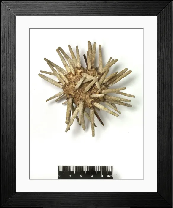 Framed Print : Eucidaris tribuloides, sea urchin Framed Print : Eucidaris tribuloides, sea urchin