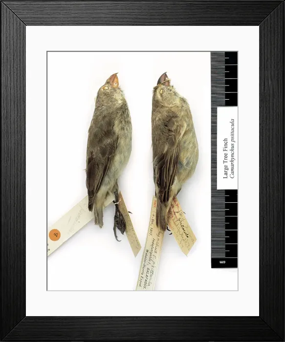 Framed Print : Camarhynchus psittacula, large tree finch Framed Print : Camarhynchus psittacula, large tree finch