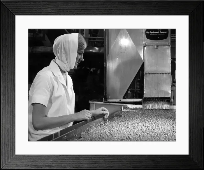Framed Print : Woman inspecting peas in Birds Eye factory Framed Print : Woman inspecting peas in Birds Eye factory
