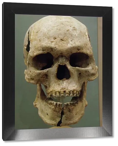 Egyptian skull