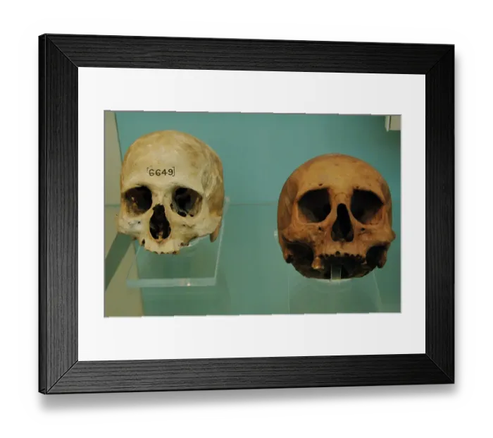 Framed Print : Egyptian skulls Framed Print : Egyptian skulls