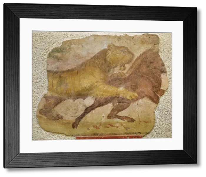 Framed Print : A tiger attacking a wild boar. Roman painting. From Amphithe Framed Print : A tiger attacking a wild boar. Roman painting. From Amphithe