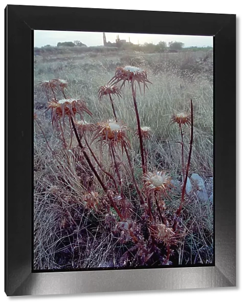 Thistles and view of the ruins of, Belchite, Spain