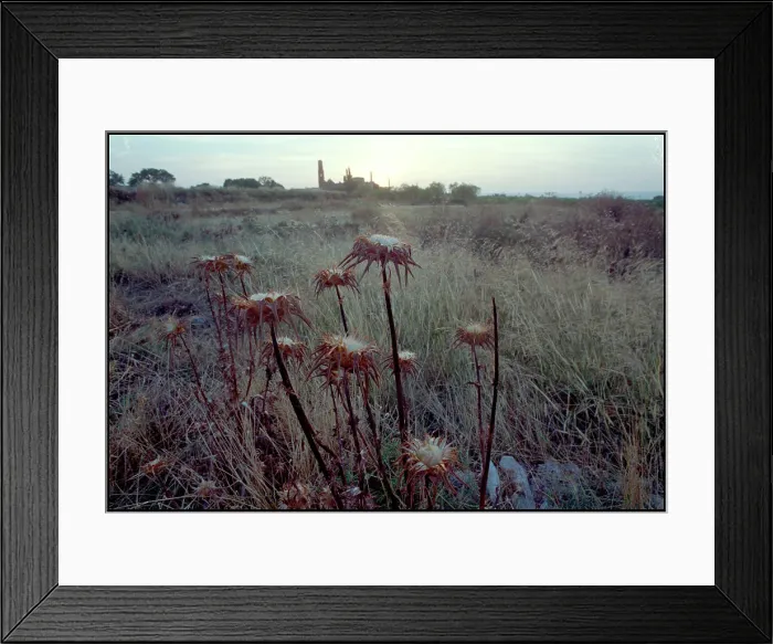 Framed Print : View of ruined church through thistles, Belchite, Spain