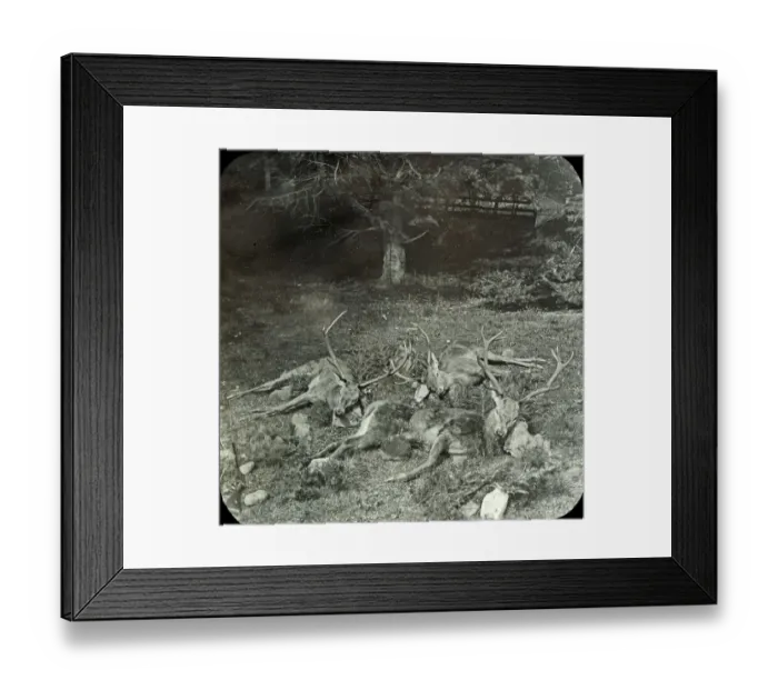 Framed Print : Animals at a French Zoo - Group of Stags Framed Print : Animals at a French Zoo - Group of Stags