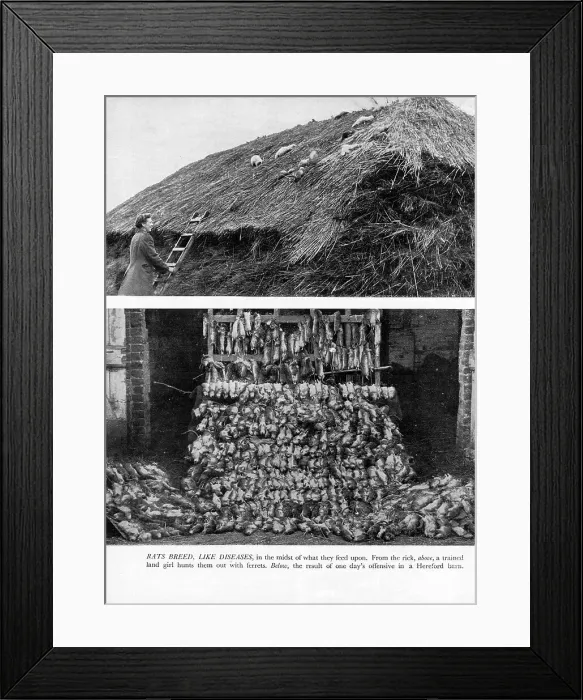 Framed Print : WW2 - Home Front - Land Girl hunting rats with ferrets Framed Print : WW2 - Home Front - Land Girl hunting rats with ferrets