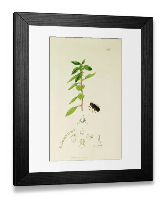 Framed Print : Curtis British Entomology Plate 387