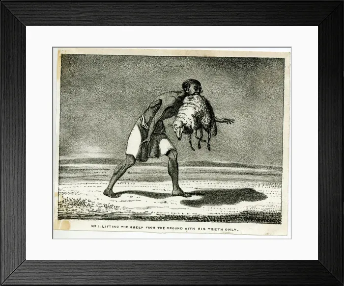 Framed Print : The Sheep-Eater of Hindustan Framed Print : The Sheep-Eater of Hindustan
