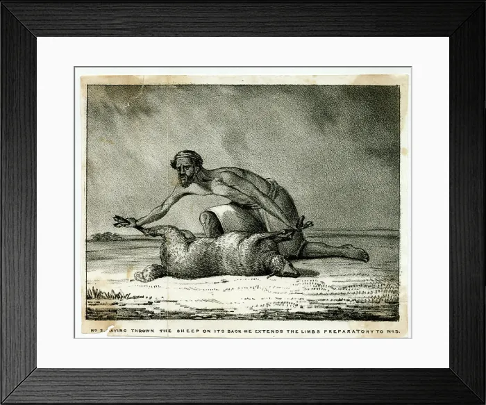 Framed Print : The Sheep-Eater of Hindustan Framed Print : The Sheep-Eater of Hindustan