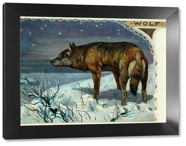 Wolf. The grey wolf (Canis lupus), or just wolf, is a mammal of the order Carnivor
