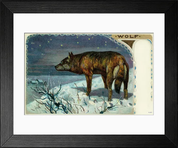 Framed Print : Wolf. The grey wolf (Canis lupus), or just wolf, is a mammal of the order Carnivor Framed Print : Wolf. The grey wolf (Canis lupus), or just wolf, is a mammal of the order Carnivor