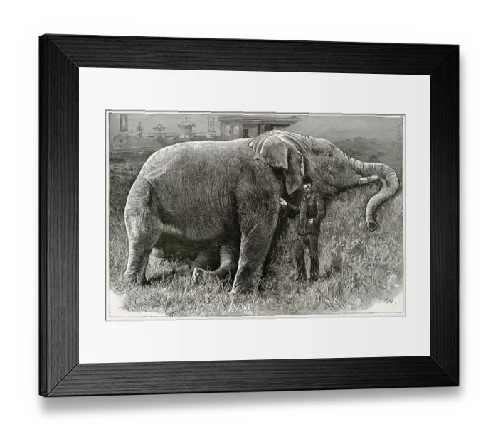 Framed Print : The body of Jumbo the elephant, pictured after his death following a rail crash at a marshalling yard in Ontario, Canada in 1885. Date: 1885