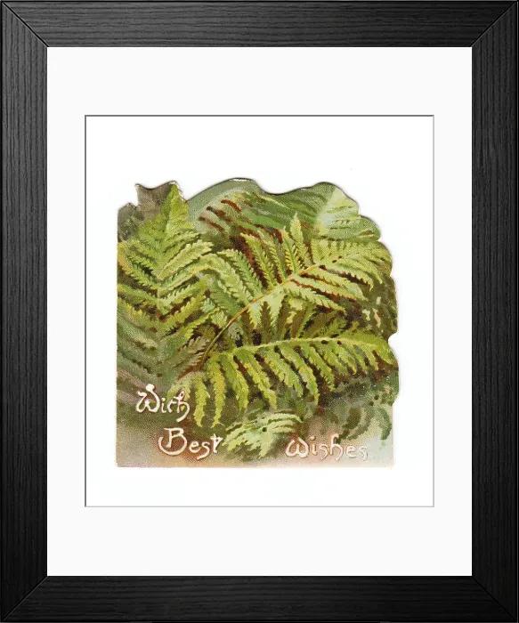 Framed Print : Green ferns on a greetings card Framed Print : Green ferns on a greetings card