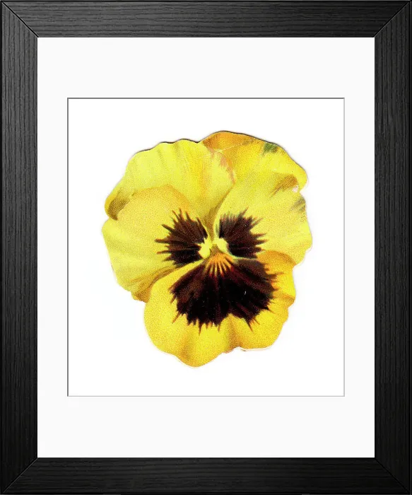 Framed Print : Christmas card in the shape of a yellow pansy Framed Print : Christmas card in the shape of a yellow pansy