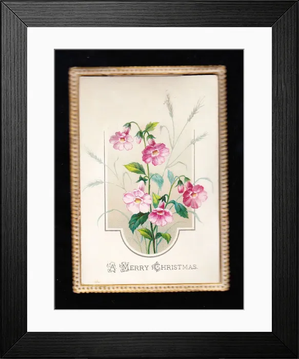 Framed Print : Pink flowers on a Christmas card Framed Print : Pink flowers on a Christmas card