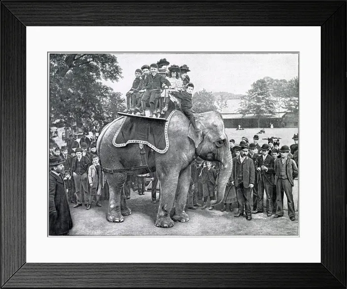 Framed Print : Elephant Rides in Regent's Park Zoo 1900 Framed Print : Elephant Rides in Regent's Park Zoo 1900