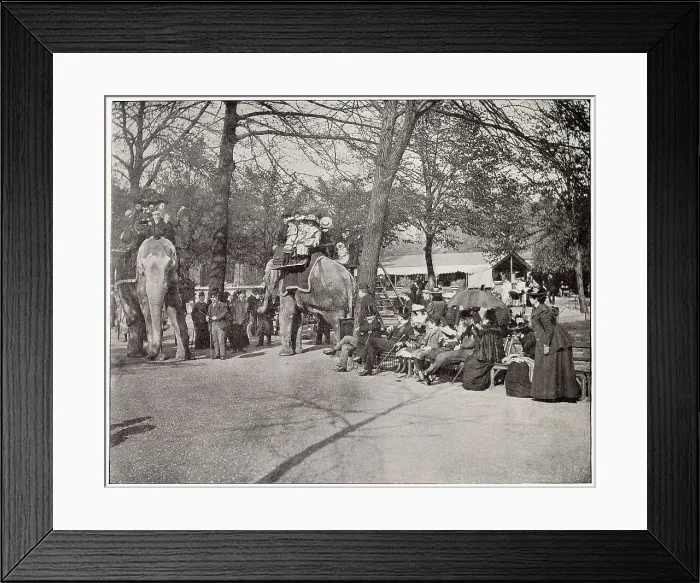 Framed Print : Elephant Rides in Regent's Park Zoo Framed Print : Elephant Rides in Regent's Park Zoo