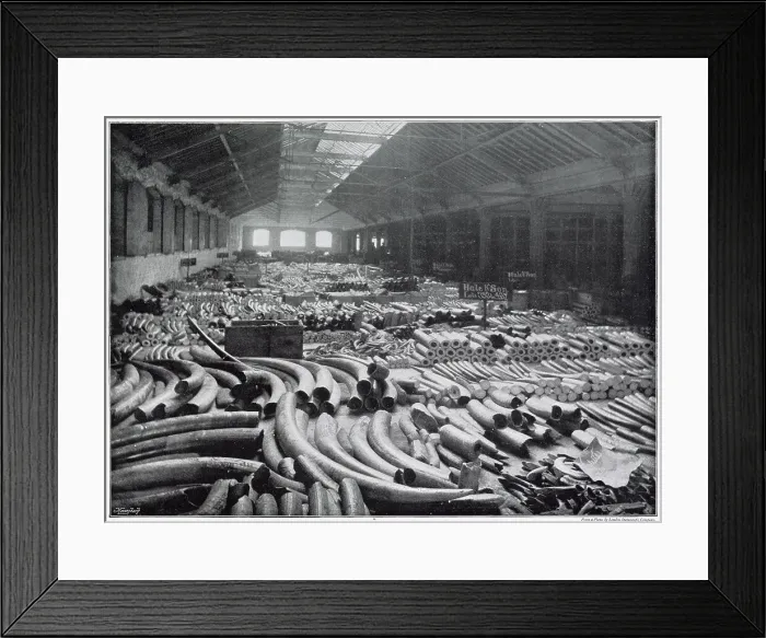 Framed Print : Extraordinary view of an entire floor of ivory in a huge warehouse, a portion of the ivory came from Asia, but the better bulk was imported from Africa Framed Print : Extraordinary view of an entire floor of ivory in a huge warehouse, a portion of the ivory came from Asia, but the better bulk was imported from Africa