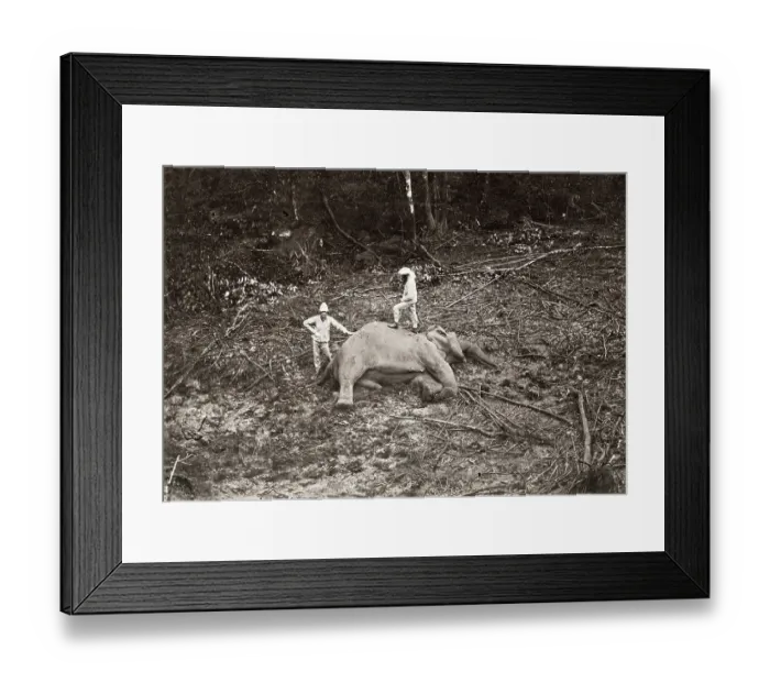 Framed Print : Big game hunters, Asia, with the body of a dead elephant Framed Print : Big game hunters, Asia, with the body of a dead elephant