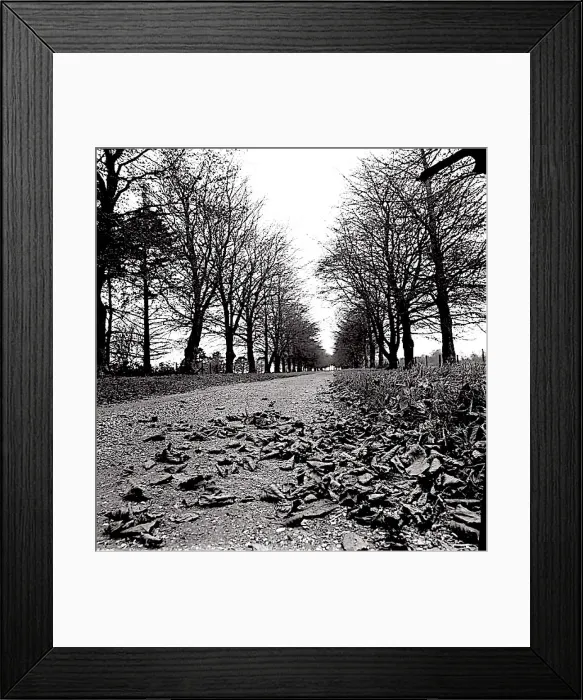 : Tree-lined approach to Telegraph House, constructed on the site of a West Sussex semaphore-station, the home of Bertrand Russell (1872-1970) and Dora (his second wife), and the location of their progressive Beacon Hill School, established in 1927 : Tree-lined approach to Telegraph House, constructed on the site of a West Sussex semaphore-station, the home of Bertrand Russell (1872-1970) and Dora (his second wife), and the location of their progressive Beacon Hill School, established in 1927