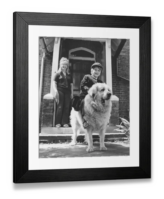 Framed Print : A little boy, Gary Mead, age 5, rides his Pyrenean Mountain Dog the half mile to school each morning in Plumstead, SE London. (1 of 3) Date: circa 1960s Framed Print : A little boy, Gary Mead, age 5, rides his Pyrenean Mountain Dog the half mile to school each morning in Plumstead, SE London. (1 of 3) Date: circa 1960s
