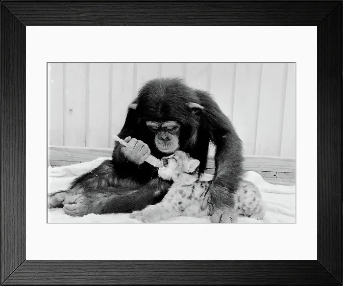 Framed Print : Chimpanzee feeding milk to a lion cub. Date: circa 1960s Framed Print : Chimpanzee feeding milk to a lion cub. Date: circa 1960s