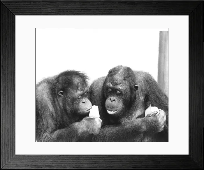 Framed Print : Two orangutans with ice lollies Date: circa 1960s Framed Print : Two orangutans with ice lollies Date: circa 1960s