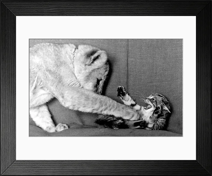 Framed Print : Lioness cub Honey with kitten Pinkle on a sofa Date: circa 1960s Framed Print : Lioness cub Honey with kitten Pinkle on a sofa Date: circa 1960s