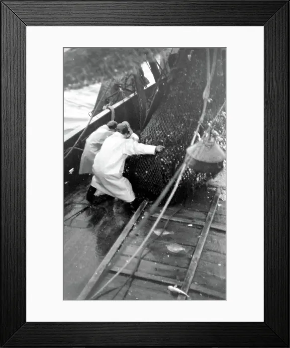 Framed Print : Life on a North Sea trawler -- fishermen at work on deck, hauling in a net full of fish. Date: 1960s Framed Print : Life on a North Sea trawler -- fishermen at work on deck, hauling in a net full of fish. Date: 1960s
