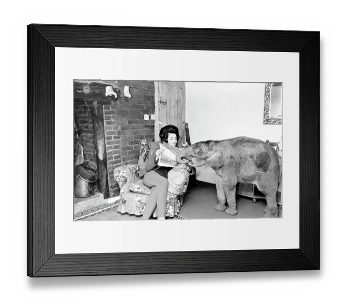 Framed Print : Woman at home with baby elephant Date: circa 1960s Framed Print : Woman at home with baby elephant Date: circa 1960s