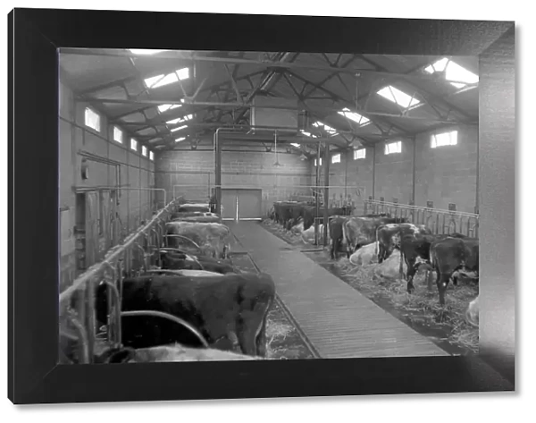 Milk Production in the 1960s: Pre Milking feed
