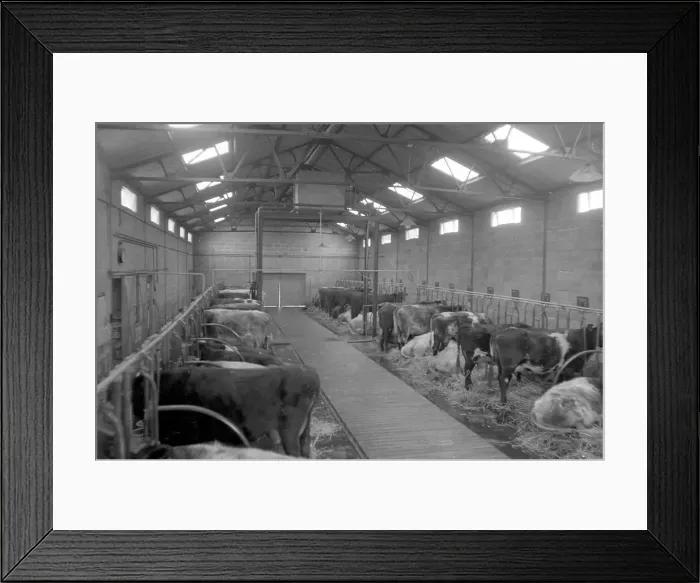 Framed Print : Milk Production in the 1960s: Pre Milking feed Framed Print : Milk Production in the 1960s: Pre Milking feed