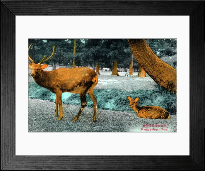 Framed Print : Shinto Kasuga Shrine at Nara, Japan - The Deer Park Framed Print : Shinto Kasuga Shrine at Nara, Japan - The Deer Park