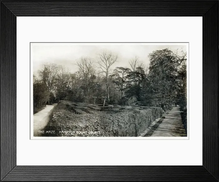 Framed Print : The Maze, Hampton Court Palace Gardens Framed Print : The Maze, Hampton Court Palace Gardens