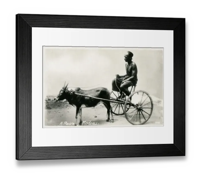 Framed Print : A Reckla animal cart pulled by a bullock, Madras, India Framed Print : A Reckla animal cart pulled by a bullock, Madras, India