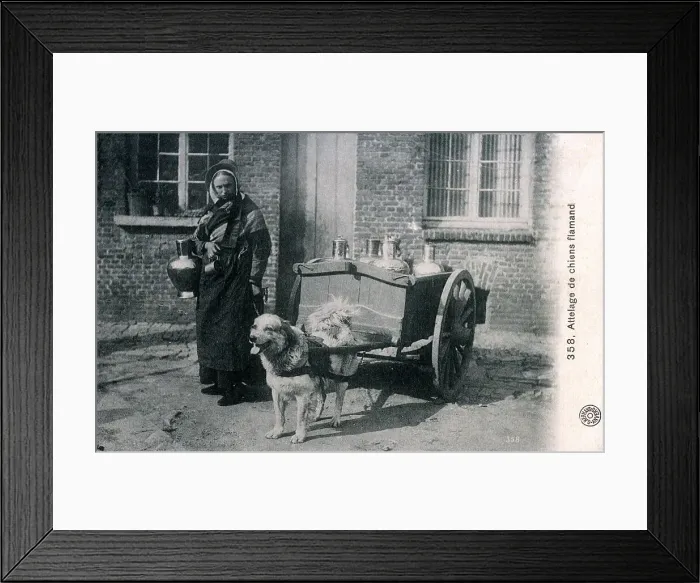 Framed Print : Flemish Milkmaid with her dog cart, Brussels, Belgium Framed Print : Flemish Milkmaid with her dog cart, Brussels, Belgium