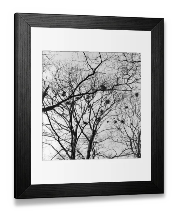 Framed Print : Lake district: Rookery Framed Print : Lake district: Rookery