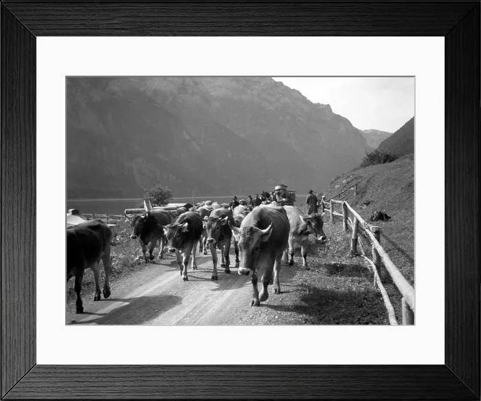 Framed Print : Swiss Alps: herding the cows Framed Print : Swiss Alps: herding the cows