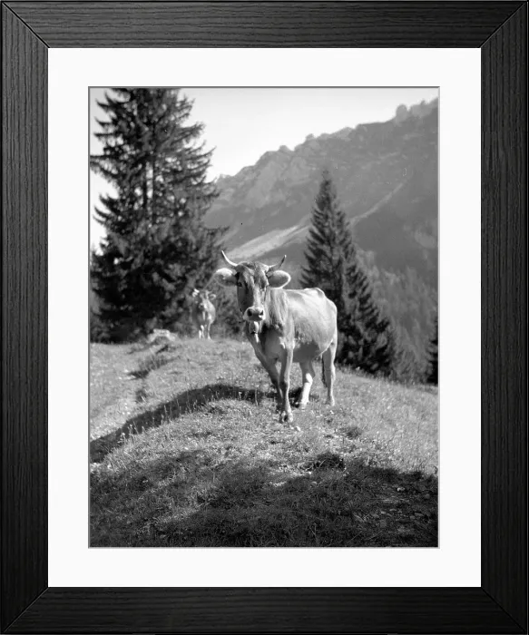 Framed Print : Swiss Alps: alpine view Framed Print : Swiss Alps: alpine view