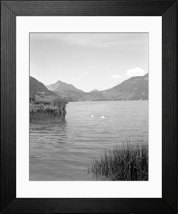 Framed Print : Swans on a lake near Albertville Framed Print : Swans on a lake near Albertville
