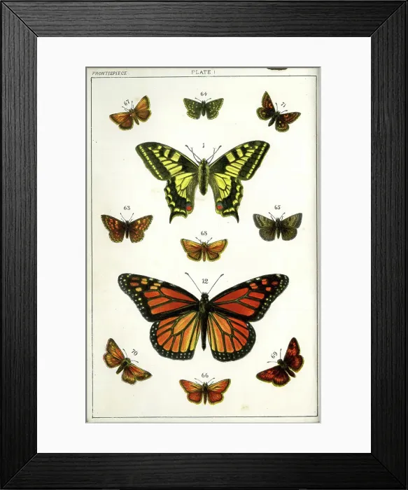 Framed Print : Butterflies and Moths, Plate 1, Papiliones, Erycinidae, etc Framed Print : Butterflies and Moths, Plate 1, Papiliones, Erycinidae, etc