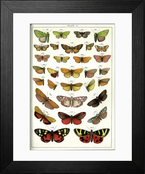 Framed Print : Butterflies and Moths, Plate 10, Bombyces, Arctiadae Framed Print : Butterflies and Moths, Plate 10, Bombyces, Arctiadae